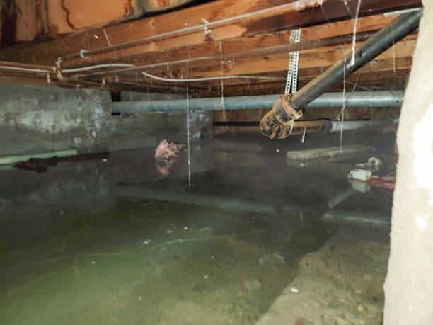 Best Carpet water damage restoration  in Iva, SC